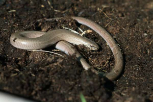 Slow worm