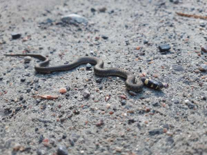 Tiny grass snake