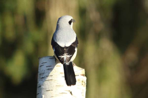Great Grey Shrike