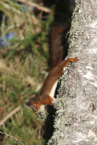Squirrel building nest