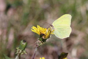 Common Brimstone