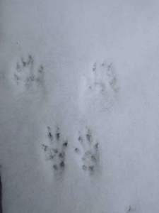 Squirrel paw print