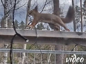 Squirrel gathering Christmas lights for her nest