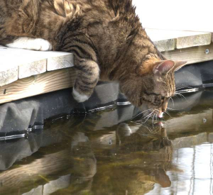 Vers vijverwater...