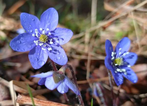 Liverworts mean spring!