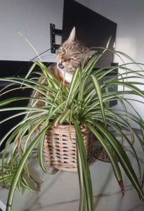 Favoriete kauwplant