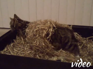 Uit de oude doos: Mika in het stro