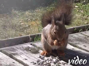 Squirrel eating on the cottage decking