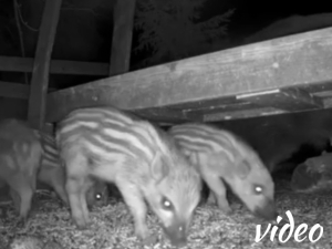 Four wild boar piglets