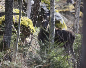 Two moose nearby!