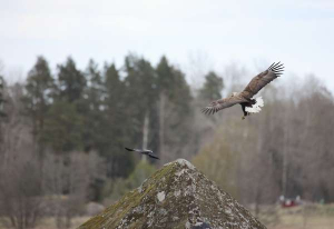 Sea eagle