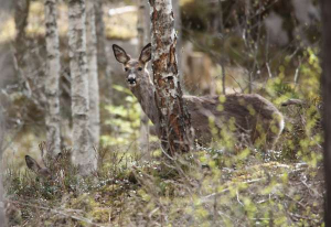 Two deer (look closely)