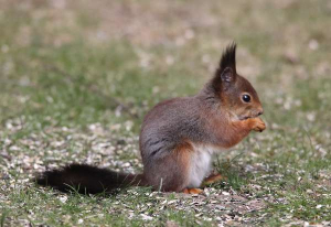 Cute squirrel