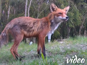 Fox enjoying jam