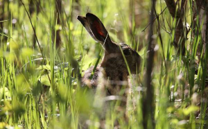 Hare enjoying spring sun