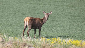 Red deer