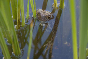 Toad