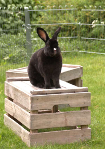 Donkere schoonheid
