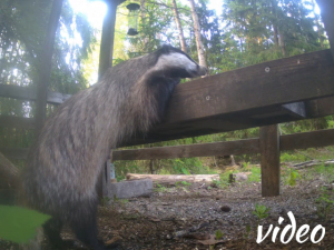 Badger during daylight!