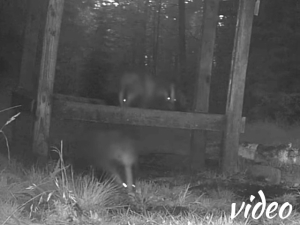 Three badgers together!