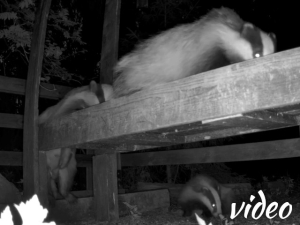 Three badgers continued