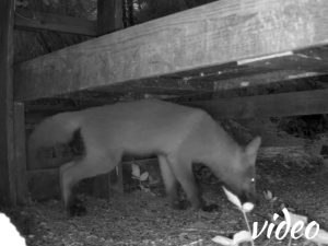 Young fox 