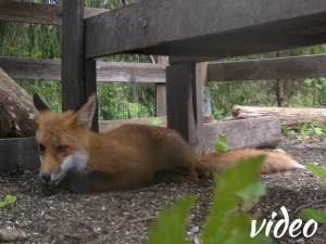 Fox during daytime