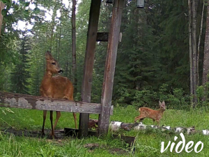 Fawn with its mother