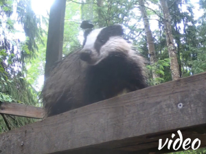 Wet badger slow tv