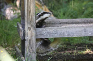 Funny badger