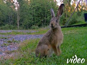 Hare on the driveway