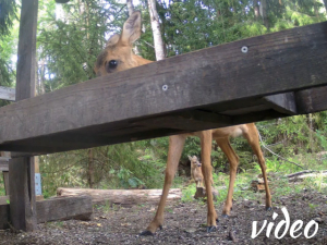 Shy fawn