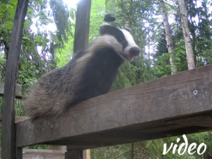 Badger spam!