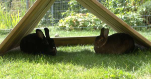 Xara & Yoro in Mika's tuinhuis