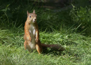 Posing squirrel