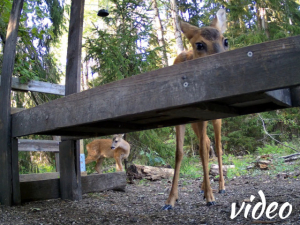 Little fawns grow bigger