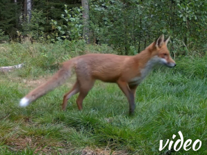 Daily visit of the fox