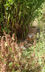 Verplicht relaxen in de tuin