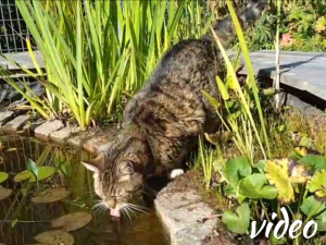 Lekker drinken uit de vijver