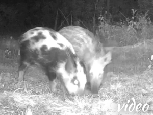 Spotted wild boar