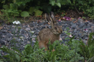 View from the kitchen window