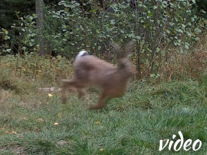 Jumping hare