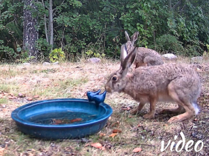 Twee haasjes samen