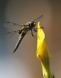 Four-spotted chaser