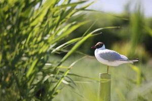 Black headed gull