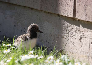 Oystercatcher