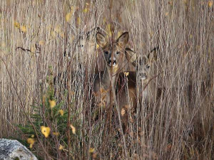 Roe deer