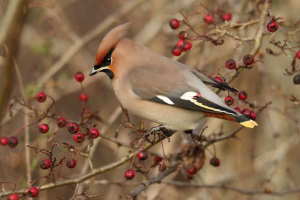 Waxwing