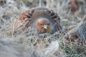Partridge