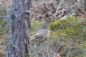 Western capercaillie